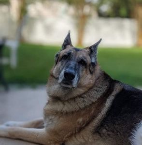 Meet your Posher, Ronni